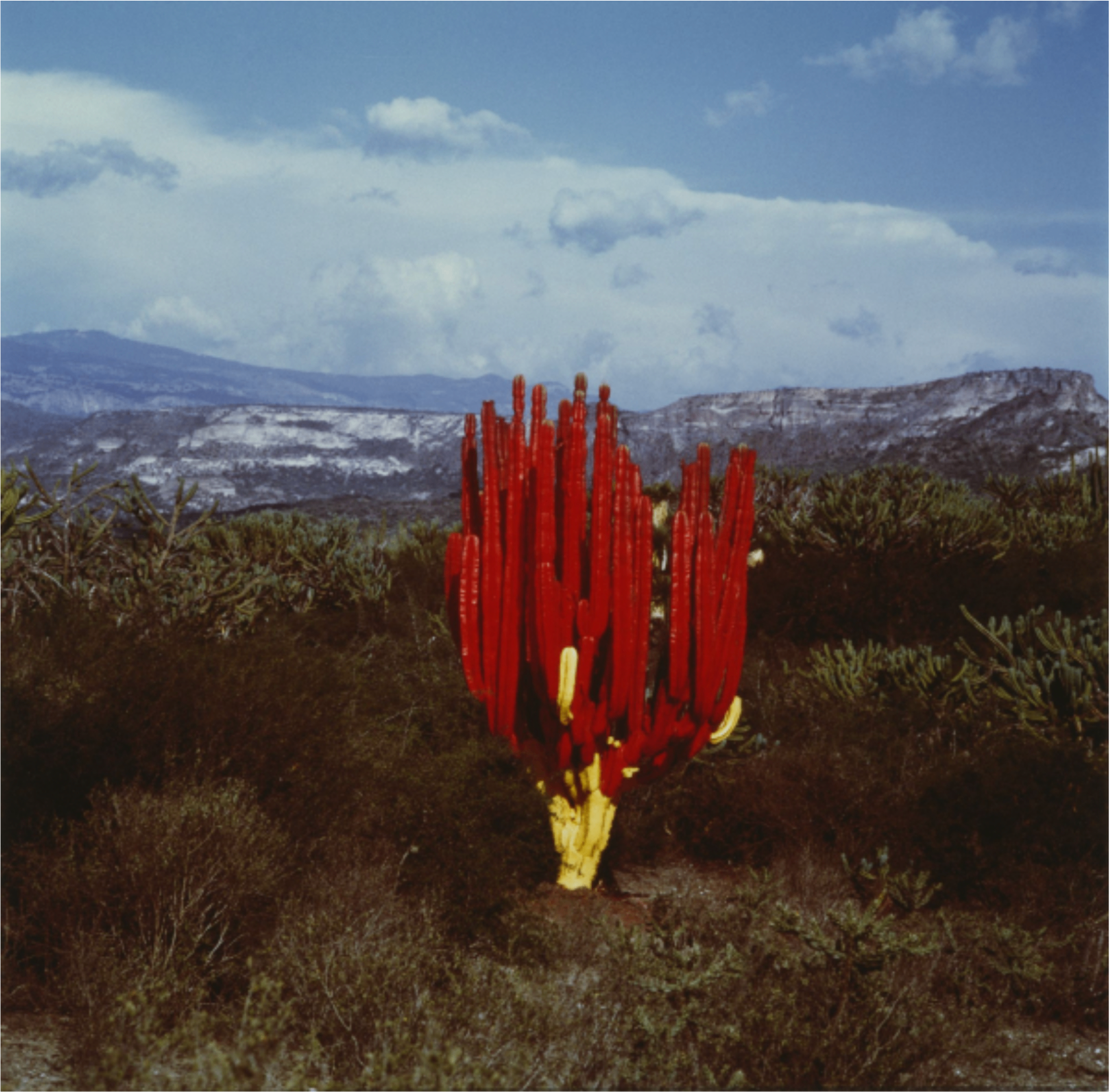 A vivid red and yellow cactus rising from the desert against blue mountains and sky